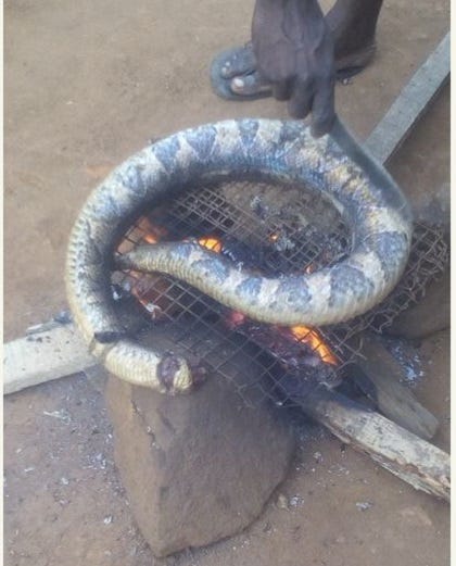 How to Roast a Python with Fire. Python Fire is a library for… | by ...