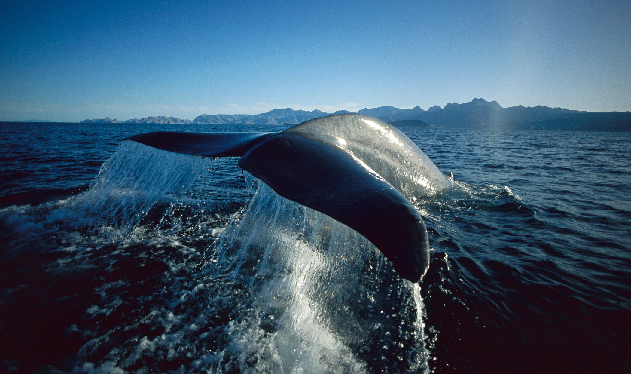 Capturing The Whale's Sensual Side: A Stunning Photo Collection