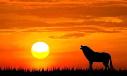 THE LAST HOWL….