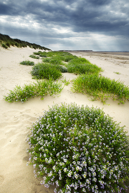 The Dunes of Thrift, Norfolk Coast, England