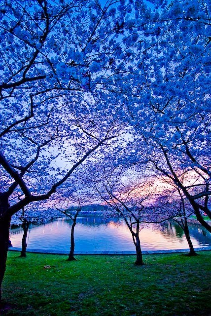 Blue Dusk, Sakura, Japan