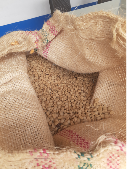 Les grains qui sèchent et un sac de grains de café séchés