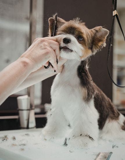 Premier Puppy Daycare | Dog Training Classes in Newport Beach