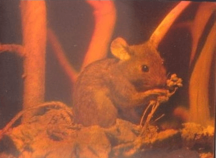 First photograph of a single hologram taken from different viewpoints