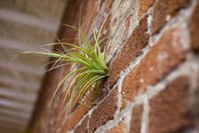 Bolditalic-environment-0040_small