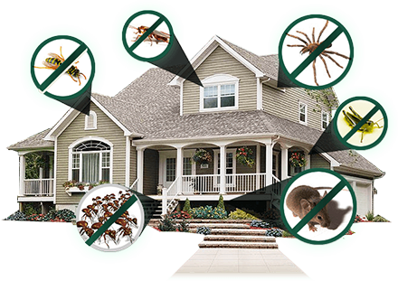 Don’t Stay Calm! Beware of Pests! | by QServe Home Services | QServe ...