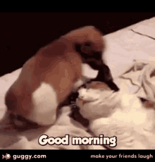 4 Good Morning Gifs Ideas for Her That Will Definitely Steal Hearts, by  Umang Maheshwari