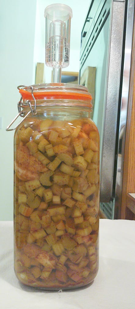 Fermented rhubarb — photo by Author