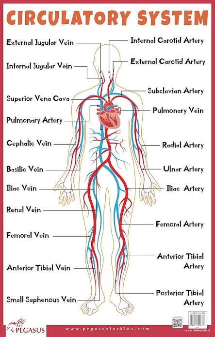 How Human Circulatory System works | by HAZAR KHAN BUGTI | Apr, 2024 ...