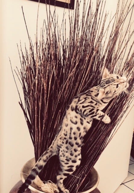 Little, mon âme soeur à quatre pattes