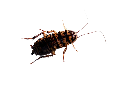 COCKROACHES RULE INDIA.