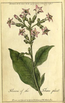 tobacco hoodoo Black skin, sweetgrass, and tobacco: the uses of sacred directions in Hoodoo  | by Hess Love