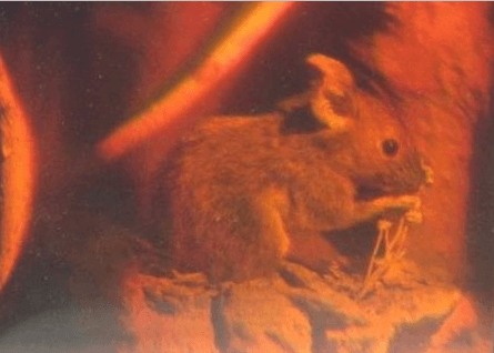 Second photograph of a single hologram taken from different viewpoints