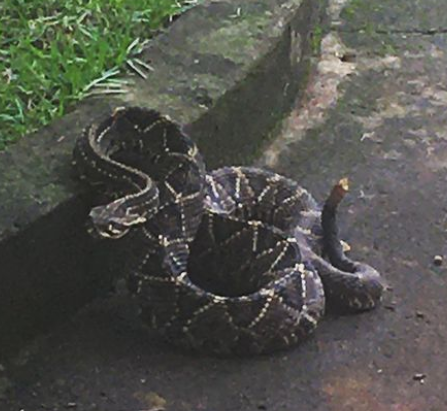 Desenho De Cabeça De Cobra PNG , Serpente, Cabeça, Desenhos