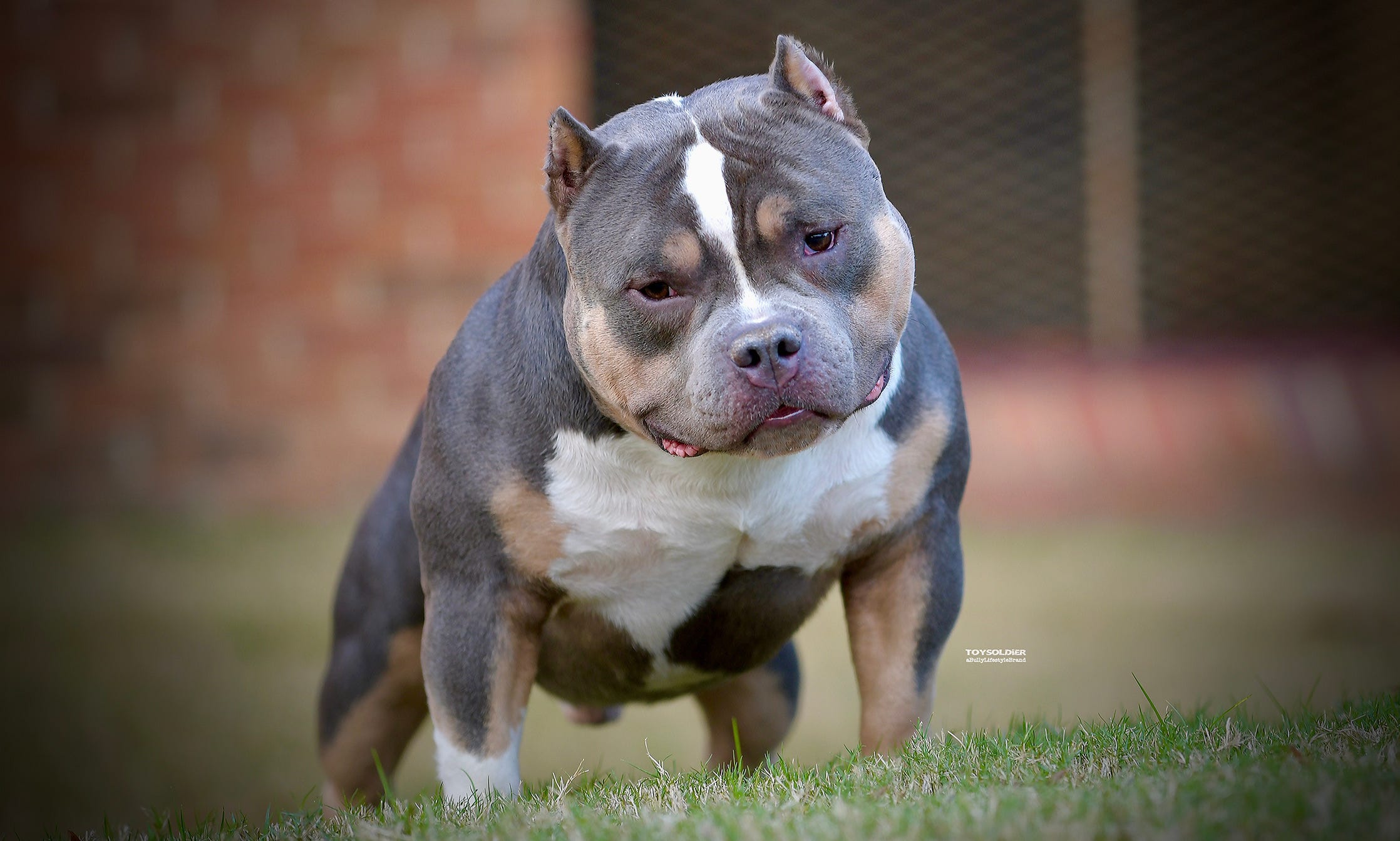 American bully lion king