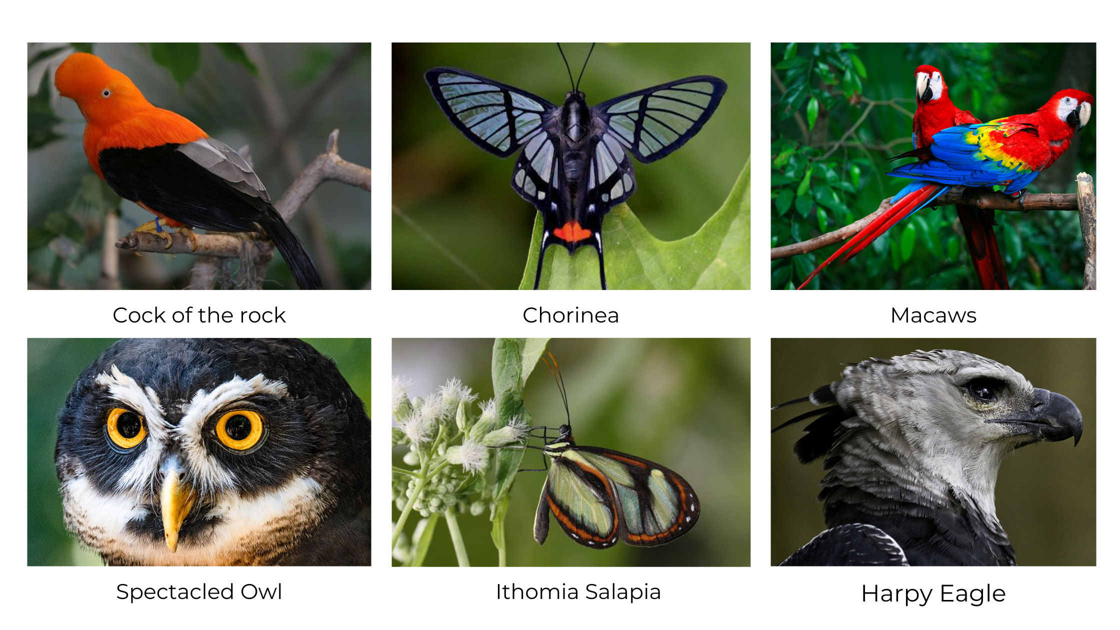 What Animals Eats Birds in the Tropical Rainforest: Top Predators Revealed