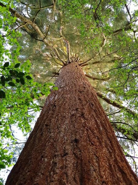 A giant sequoia tree photgraphed from below