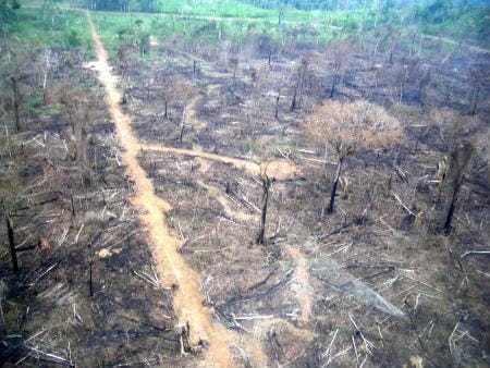 Degradação da Amazônia ameaça o clima global e a biodiversidade