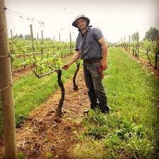 Pruning grapevine, tips and guidance to succeed 