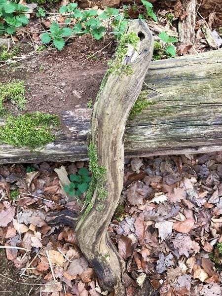 Fastenzeit: 7 Wochen ohne oder 7 Wochen Wald Tag 39 — Karfreitag