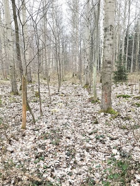 Fastenzeit: 7 Wochen ohne oder 7 Wochen Wald Tag 18 — Gemeinheiten