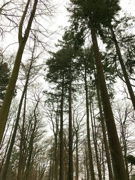 Fastenzeit: 7 Wochen ohne oder 7 Wochen Wald Tag 27 — Seufzen