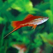 5 Fun Facts About Swordtail Fish. When it comes to the realm of