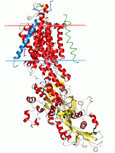 Sodium–potassium pump By Andrei Lomize — Own work. Protein image from OPM database, CC BY-SA 3.0, https://commons.wikimedia.org/w/index.php?curid=34170807