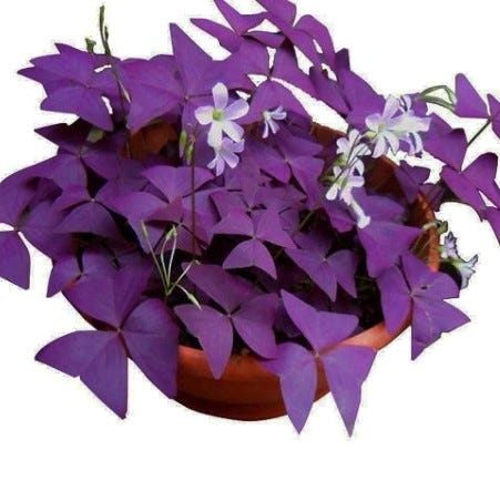 Purple Oxalis Triangularis Seeds