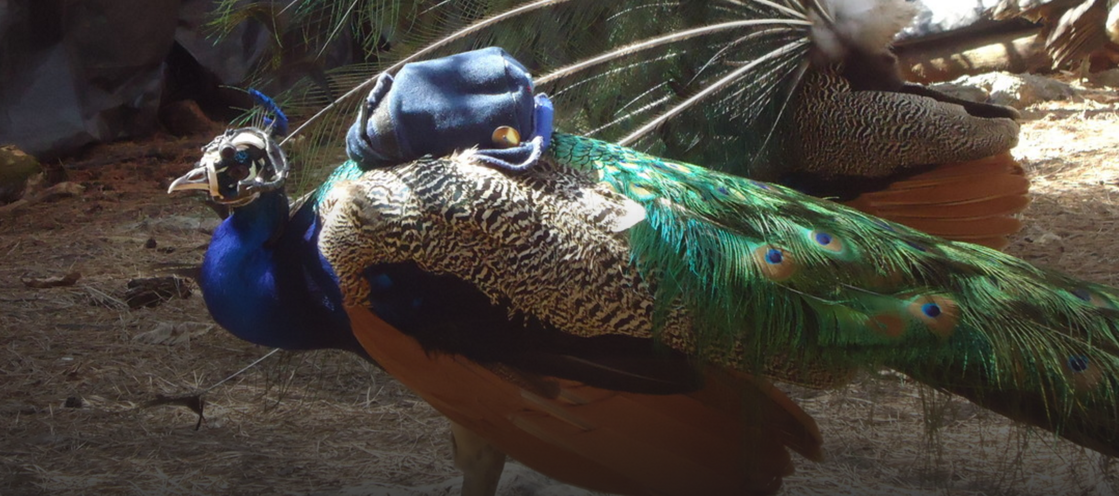 Do Birds Have Camera Eyes: Unveiling Nature’s Optical Marvels