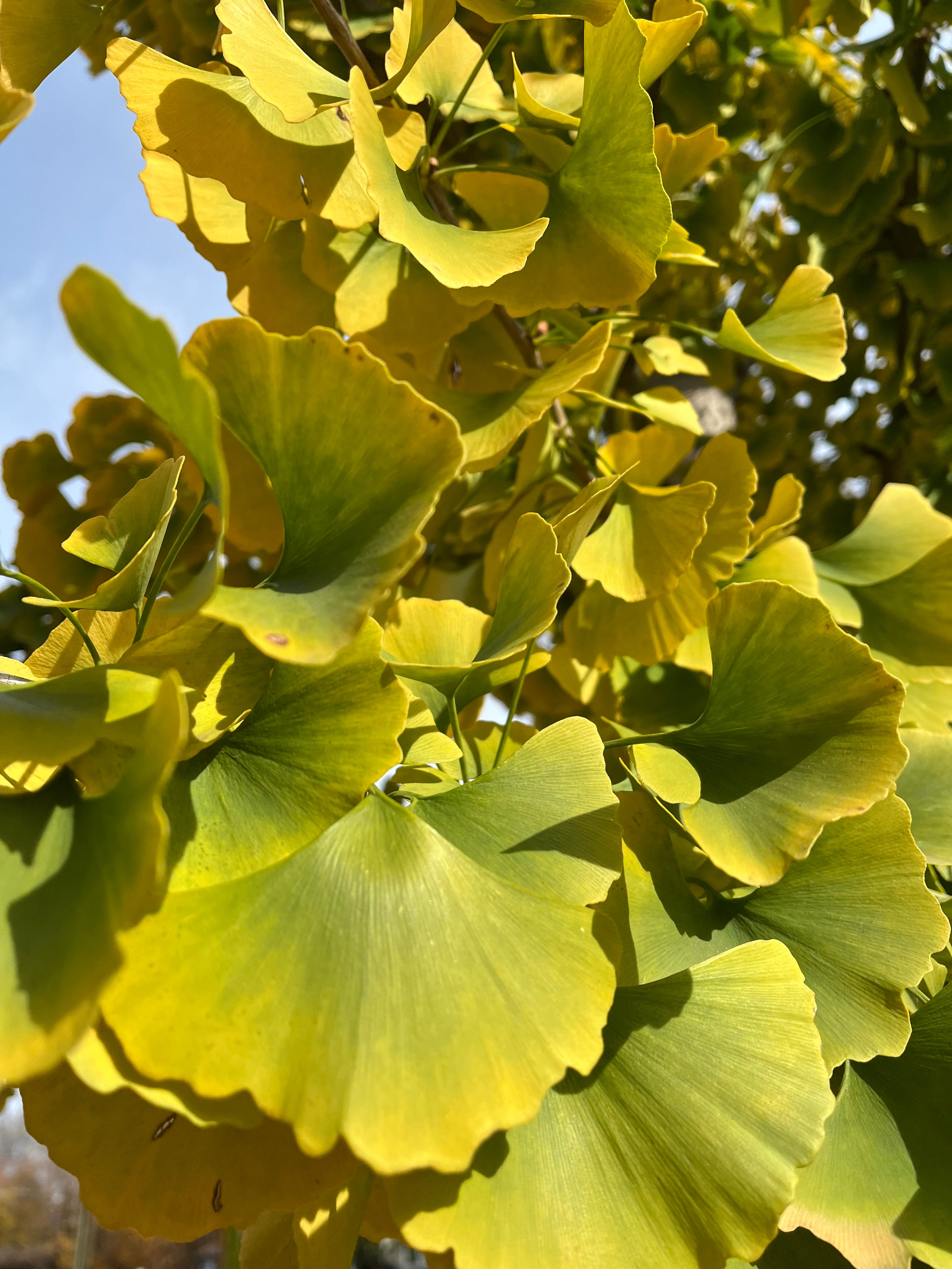 The story of Ginkgo Biloba should be a great lesson of why not to fall in despair during this challenging time 6