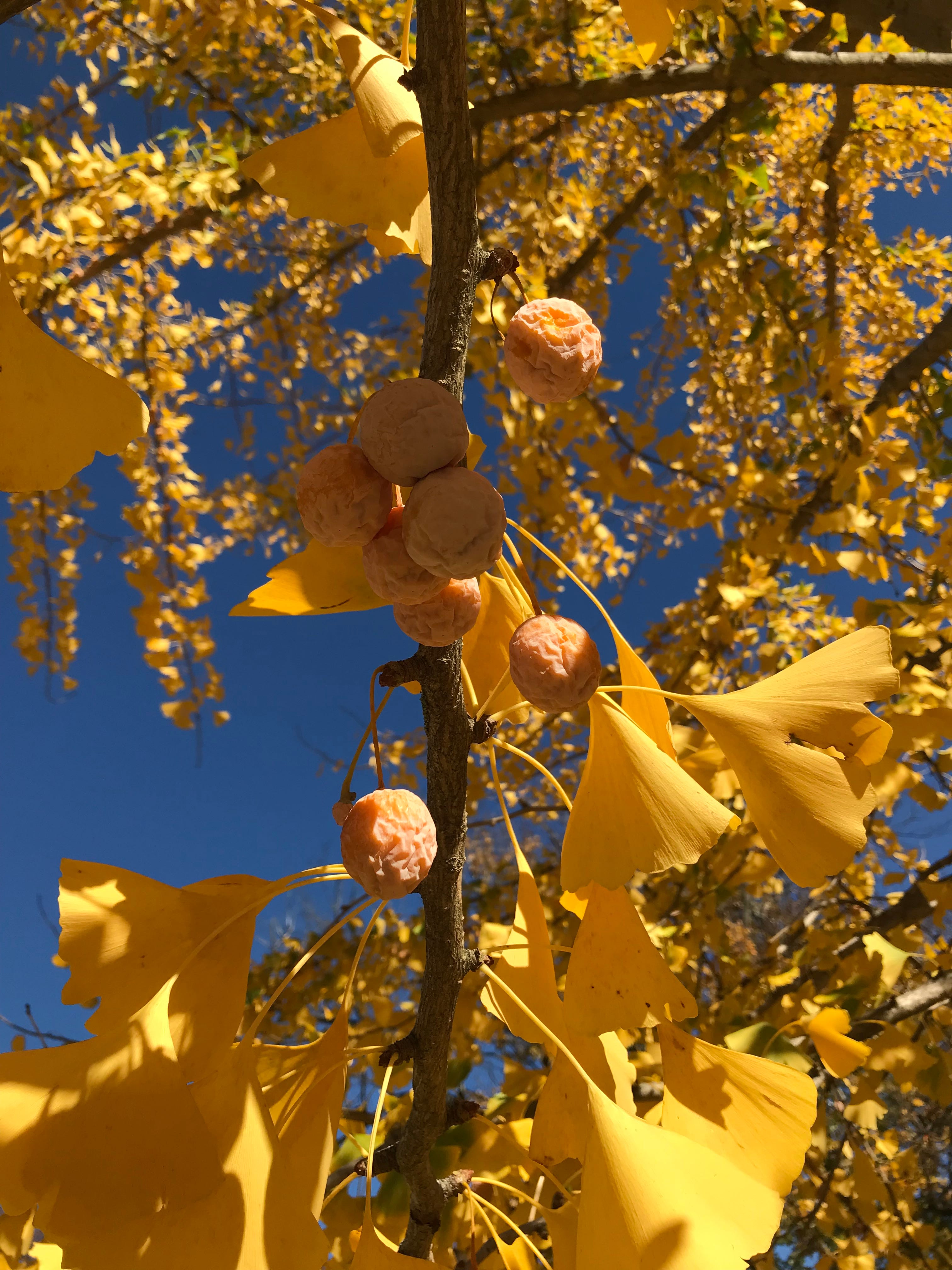 The story of Ginkgo Biloba should be a great lesson of why not to fall in despair during this challenging time 8