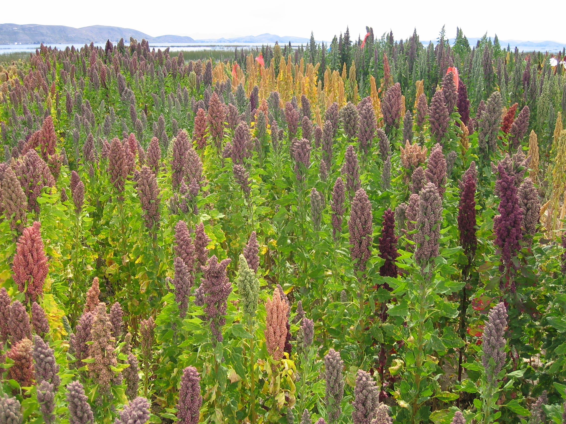 Quinoa — A Pseudocereal (Or Is That Keen-Wah?) | by Stephen Forbes | Medium