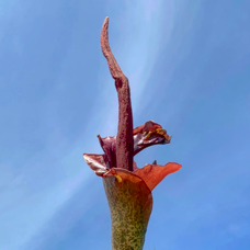 The Lessons of the Voodoo Lily. It's not pretty. It doesn't need to be. |  by Museum Confidential | Museum Confidential | Medium
