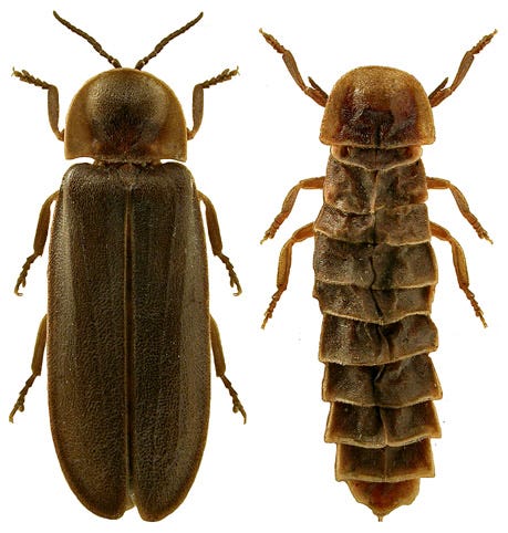 THE ROMANTIC LIGHTS OF NATURE: FIREFLIES AND THEIR ENDANGERED LIVES