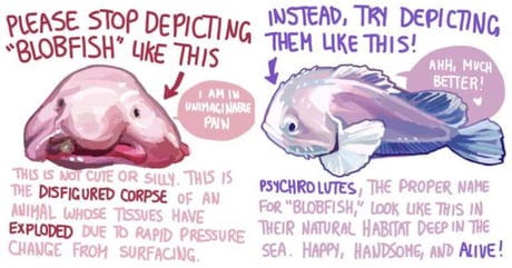 Blob Fish - It's Nature