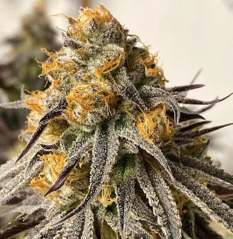 Exploring Durban Poison: The Legendary Sativa Strain | by Mystic Haze