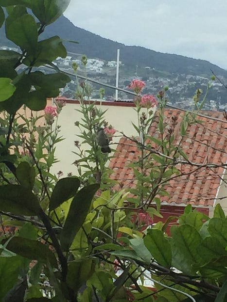 Sola la colibrí

toda la colibrí esponjadita

que necesita del cielo entero para poder ser libre

para viajar por el tiempo y por la historia

para extraer el nectar del fondo de los siglos.