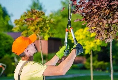 Professional Outdoor Care Solutions for Healthy Trees and Beautiful Landscapes
