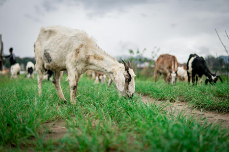 Which Goat Breed is Right For You? Part 1: Dairy and Meat