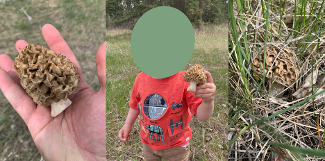 Guide to Foraging Flathead Valley Mushrooms —Secrets Revealed! | by