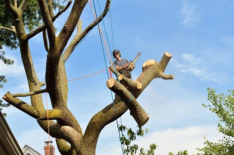 DIY Tree Removal Can Be Dangerous — Here’s Why