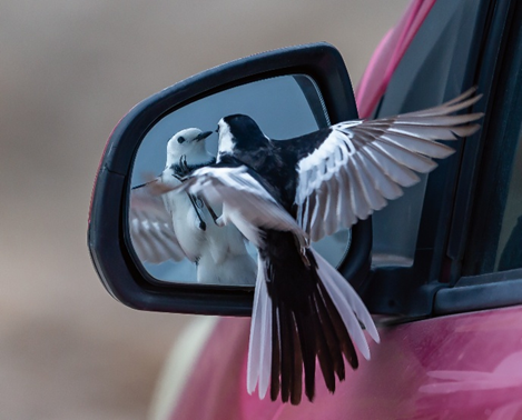 Fig. 4 My own reflection in the mirror Picture: Little bird looking in the mirror, Wikimedia Commons, 木偶人1962