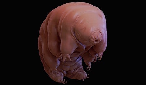 How tardigrades survive the extreme
