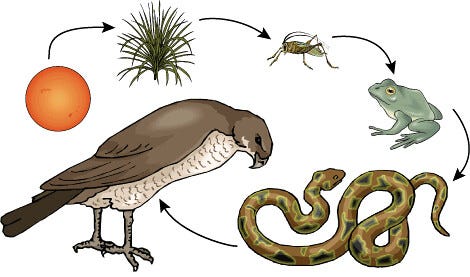 Unveiling the Wonders of the Desert Food Chain: A Comprehensive 