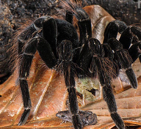 Frog hiding beneath tarantula