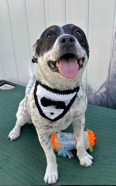 Reactive Dogs: Tips and tricks for prospective adopters | by Kelsey ...