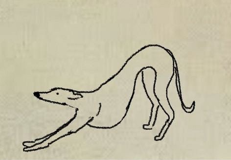 Meu cão vagabundo
