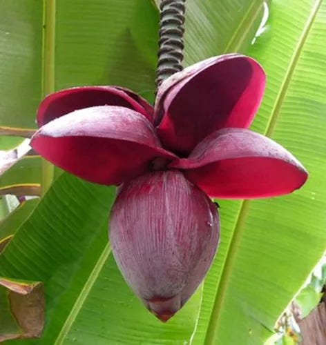 MangaraYsú