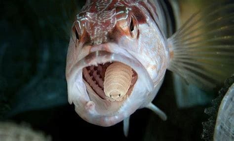 The most shocking thing I learned during my Zoology degree